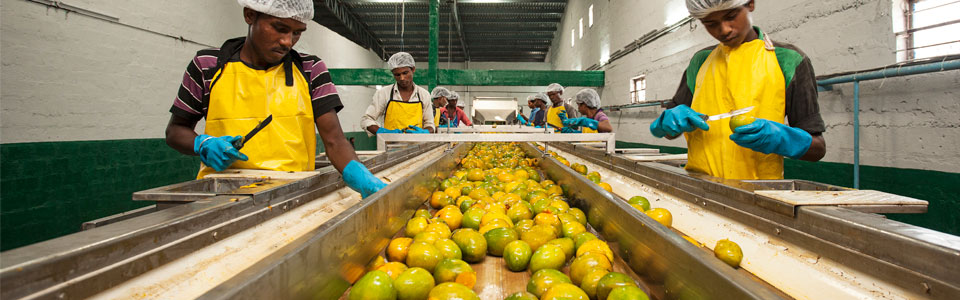 Mango Juice Wholesale Supplier - Ghousia