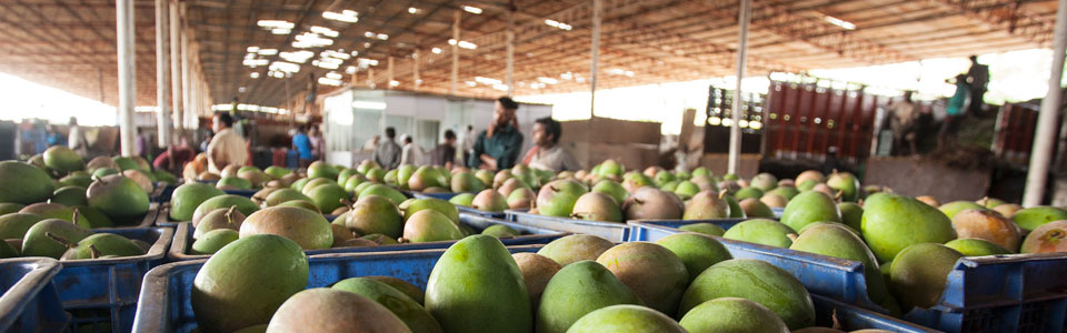 Mango Pulp Manufacturer & Exporter in India
