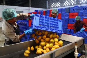 Mango Pulp Online Exporters in Krishnagiri