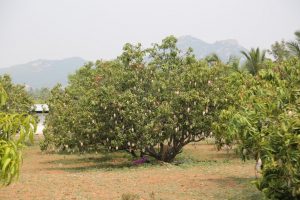 Mango Juice Manufacturers In Krishnagiri