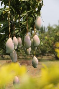Wholesale Mango Pulp Distributor In India